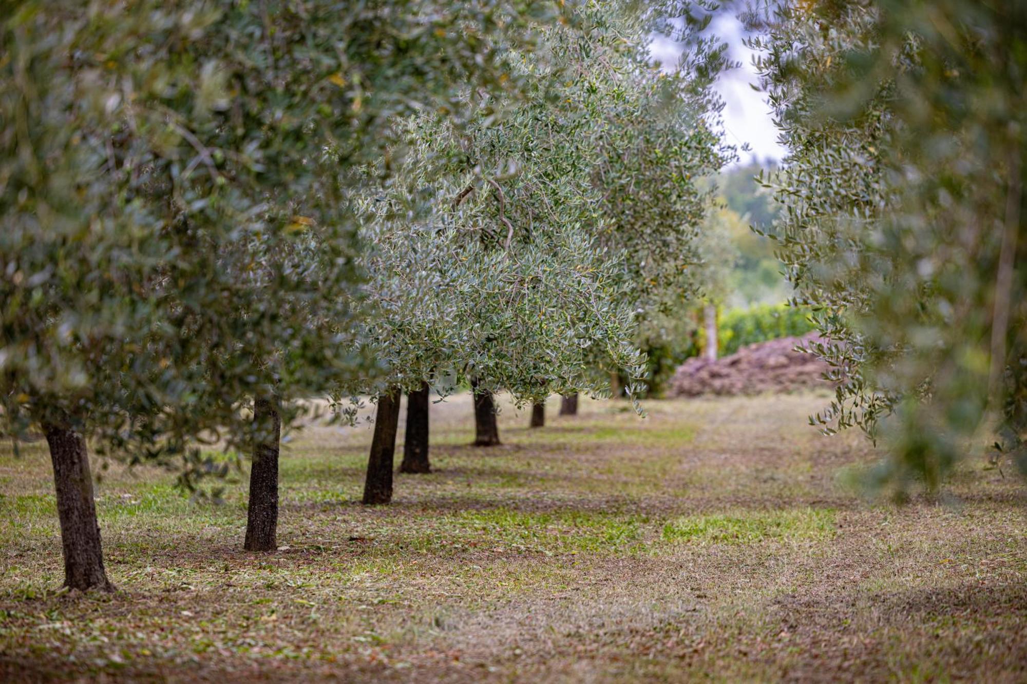 Villa Allegra Vižinada 外观 照片